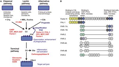 Factor H Family Proteins in Complement Evasion of Microorganisms